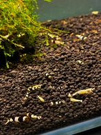 Crystal black Garnalen, Dieren en Toebehoren, Vissen | Aquariumvissen, Kreeft, Krab of Garnaal