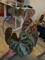 Dioscorea discolor - Variegated Yam Stekjes, Vaste plant, Ophalen of Verzenden, Bloeit niet, Halfschaduw