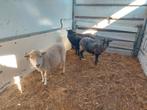 Ouessant  3 ooitjes  voor 100 euro samen, Vrouwelijk, Schaap