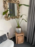 Grote kamerplant in pot, 100-150cm, Ophalen, 100 tot 150 cm, Overige soorten, In pot