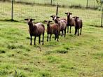 Te koop kameroen schapen, Dieren en Toebehoren, Vrouwelijk, Schaap, 3 tot 5 jaar
