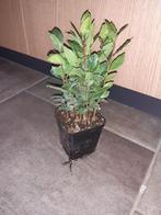 laurierkruid (eetbare laurier kruid), Vaste plant, Ophalen of Verzenden, Halfschaduw, Kruiden