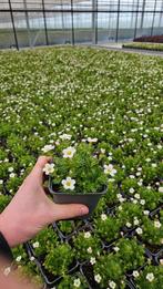 Saxifraga arendsi Pixie - bloeiend - bloei - bloem - vast, Tuin en Terras, Planten | Tuinplanten, Overige soorten, Volle zon, Vaste plant