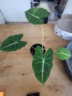 Alocasia Frydek, Huis en Inrichting, Kamerplanten, Ophalen of Verzenden