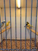 Raza kanaries, Dieren en Toebehoren, Meerdere dieren, Kleurkanarie