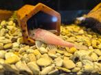 Ancistrus snow White (geen albino), Dieren en Toebehoren, Vis