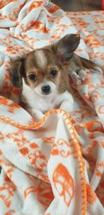 prachtige bolonka chihuahua-puppy's beschikbaar, Dieren en Toebehoren, CDV (hondenziekte), 8 tot 15 weken, Meerdere, Nederland