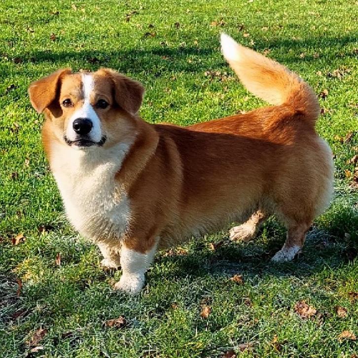 Corgi Dekreu  DNA Getest, Dieren en Toebehoren, Honden | Dekreuen, Reu, Particulier, Eén hond, Nederland, 3 tot 5 jaar, CDV (hondenziekte)