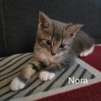 Te koop kruising blauwe rus kittens, Dieren en Toebehoren, Katten en Kittens | Overige Katten, Meerdere dieren, Kortharig, 0 tot 2 jaar