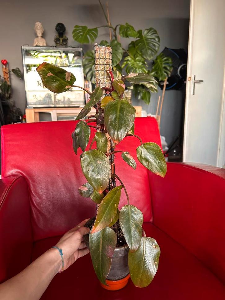 Philodendron Pink Princess op Mospaal, Huis en Inrichting, Kamerplanten, Overige soorten, Minder dan 100 cm, Groene kamerplant
