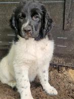 Prachtige en stoere Friese stabij pups, Overige rassen, 8 tot 15 weken, Meerdere, Meerdere dieren