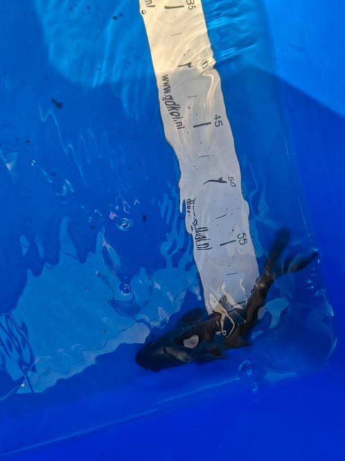 Koi karper, Dieren en Toebehoren, Vissen | Vijvervissen, Karper of Koi