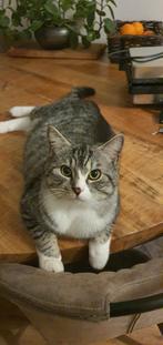 Kater, Dieren en Toebehoren, Katten en Kittens | Raskatten | Langhaar, Kater