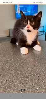 Britse Kittens, Dieren en Toebehoren, Katten en Kittens | Raskatten | Langhaar, Meerdere dieren