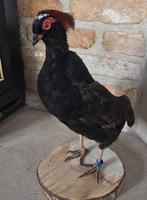 Opgezette dieren:  roulroul roelroel nieuw, Verzamelen, Ophalen of Verzenden, Nieuw, Opgezet dier