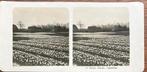 NPG stereofoto TULPENVELD Haarlem 1900-1910, Ophalen of Verzenden, Voor 1940, Gebruikt