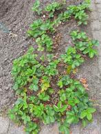 Houtsnippers gezocht, Tuin en Terras, Aarde en Mest, Ophalen, Boomschors