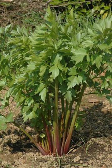 Maggi plant. Vaste plant. in C12 pot. OP=OP beschikbaar voor biedingen