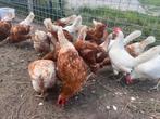 Mooie witte/bruine leghennen te koop, Dieren en Toebehoren, Pluimvee, Meerdere dieren, Kip
