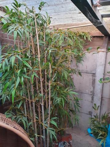 3 kunst bamboe planten zonder pot graag bieden beschikbaar voor biedingen