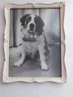 Antieke Fotolijst met foto St Bernard., Ophalen of Verzenden