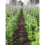 Verse haag planten, Tuin en Terras, Planten | Tuinplanten, Ophalen of Verzenden, Overige soorten, Volle zon