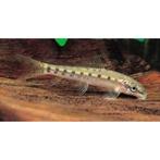 chineze algeneter 10 cm te koop, Dieren en Toebehoren, Vis, Zoetwatervis