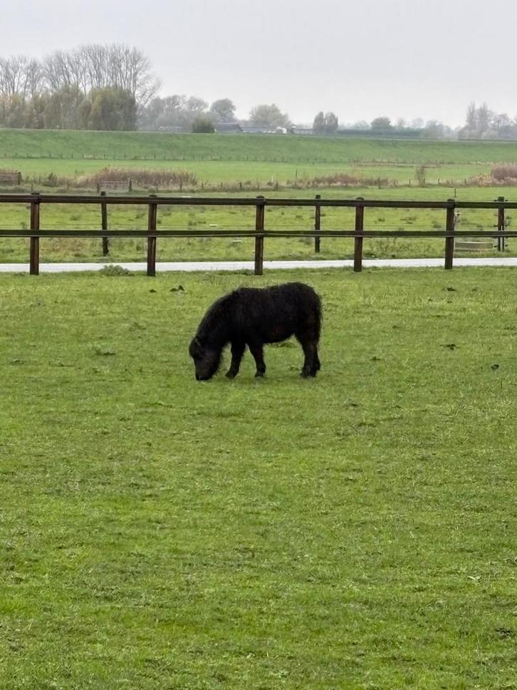 Shetlandpony hengstveulen, Dieren en Toebehoren, Stalling en Weidegang