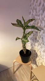 Plant Dieffenbachia, Ophalen, Halfschaduw, Minder dan 100 cm