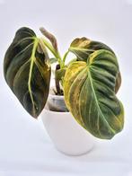 Philodendron melanochrysum Variegata, Ophalen of Verzenden, Overige soorten, Minder dan 100 cm
