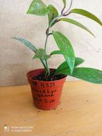 hoya pubicalyx splash potmaat 8.5 nummer H533, Huis en Inrichting, Kamerplanten, Ophalen of Verzenden, Overige soorten, Minder dan 100 cm