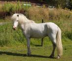 Few spot Appaloosa ter dekking, Hengst