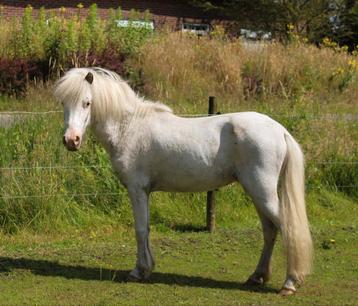 Few spot Appaloosa ter dekking  beschikbaar voor biedingen