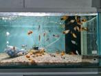 Mickey mouse platy, platy's, Xiphophorus Maculatus, Vis, Zoetwatervis