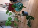Monstera, Huis en Inrichting, Kamerplanten, Ophalen, Halfschaduw, 100 tot 150 cm