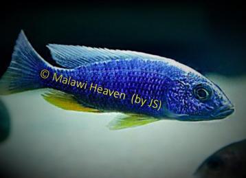Sciaenochromis fryeri Iceberg Malawi cichliden beschikbaar voor biedingen