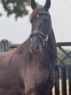 Bloedmooie, goudeerlijke 100 % correcte Friese dame, Dieren en Toebehoren, Paarden, B, 3 tot 6 jaar, 160 tot 165 cm, Recreatiepaard