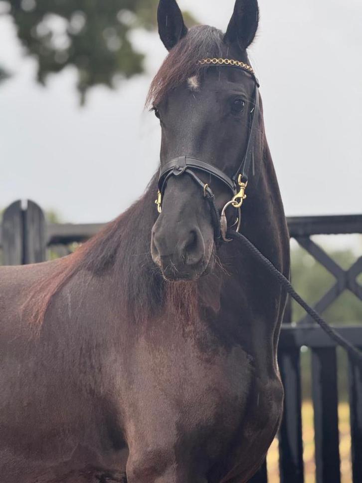 Bloedmooie, goudeerlijke 100 % correcte Friese dame, Dieren en Toebehoren, Paarden, Merrie, B, 160 tot 165 cm, 3 tot 6 jaar, Recreatiepaard