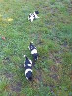 Raszuivere friese stabij pups, Dieren en Toebehoren, Overige rassen, Meerdere, Meerdere dieren, Nederland