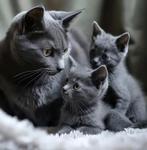 Kattenoppas / dierenoppas aan huis Hoofddorp, Ophalen, Nieuw