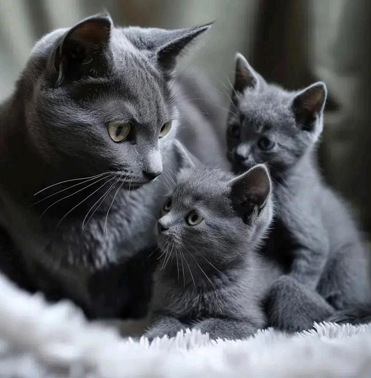 Kattenoppas / dierenoppas aan huis Hoofddorp, Dieren en Toebehoren, Katten-accessoires, Nieuw, Ophalen