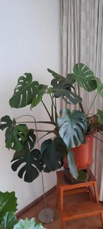 Grote monstera 120 br 100 hg, Huis en Inrichting, Kamerplanten, Ophalen, Overige soorten, Minder dan 100 cm