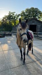 Anatomisch hoofdstel cob, zwart met goud, Dieren en Toebehoren, Paarden en Pony's | Hoofdstellen en Tuigage, Ophalen of Verzenden