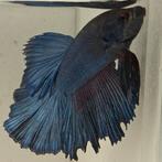Betta splendens man 38, Dieren en Toebehoren, Vissen | Aquariumvissen, Vis