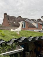 Duiven, Dieren en Toebehoren, Vogels | Duiven, Mannelijk, Overige soorten