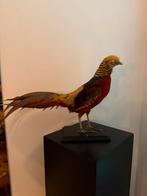 Opgezette Goudfazant - Antiek Decoratiestuk, Ophalen of Verzenden