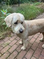 Prachtige Labradoodle dekreu, super karakter, HD / ED vrij, Reu, Eén hond, 3 tot 5 jaar, Nederland