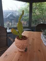 Cactus, Ophalen, Cactus, Volle zon, Minder dan 100 cm