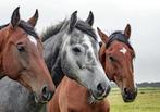 Gezocht: Lieve, rustige ruin voor een 5* THUIS, Dieren en Toebehoren, Paarden, Gechipt, Ruin, Niet van toepassing, 7 tot 10 jaar