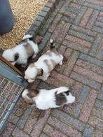 lieve ,leuke raszuivere shih tzu pups (5 december tip), Dieren en Toebehoren, Honden | Chihuahua's en Gezelschapshonden, Overige rassen